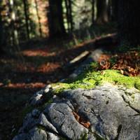 Falling In Love Again stone