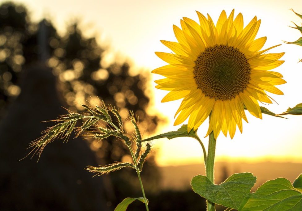 Photo by Pixabay: https://www.pexels.com/photo/sunflower-during-sunset-33044/