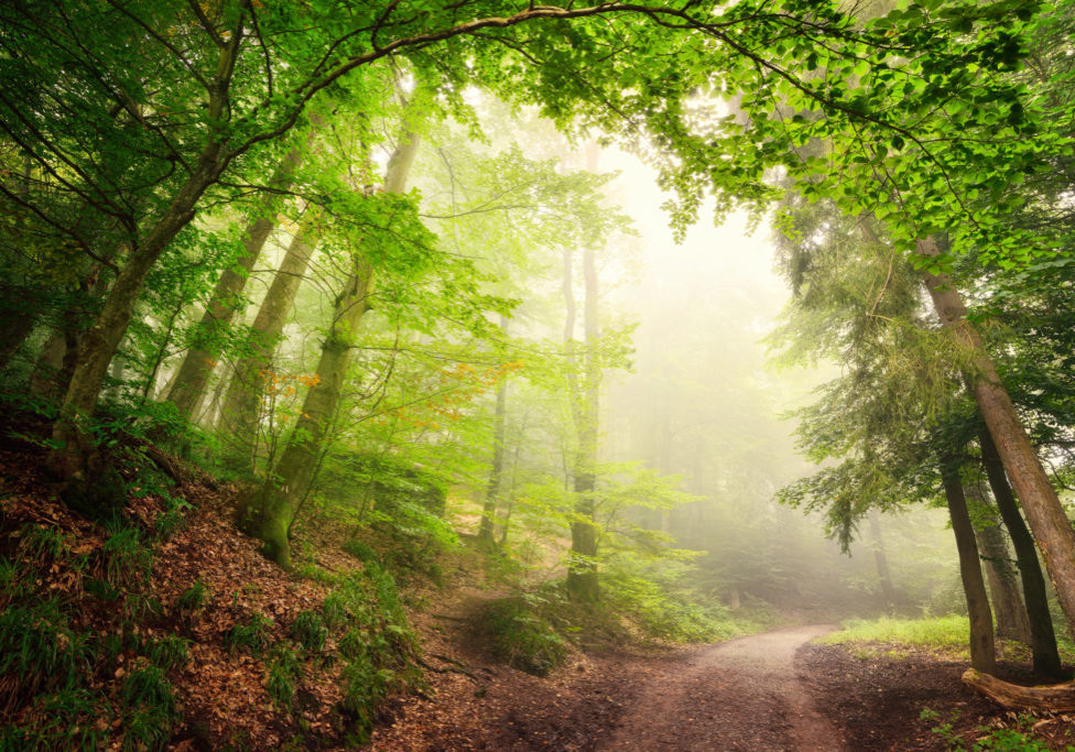 Scenic forest landscape with a large natural archway composed of green trees over a path inviting into the misty light